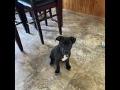 Border Collie/lab, American bully