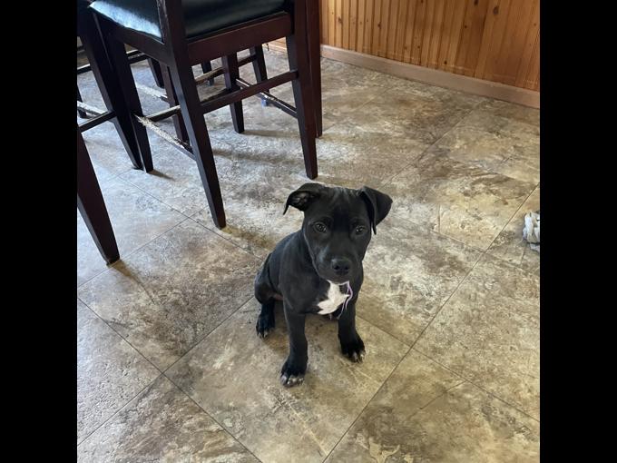 Border Collie/lab, American bully