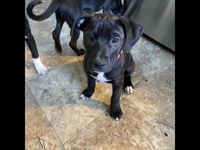 Border Collie/lab, American bully