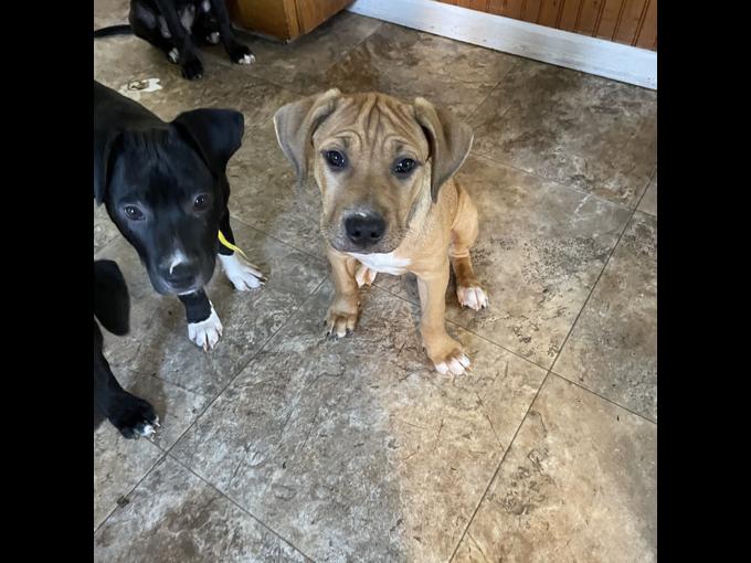 Border Collie/lab, American bully