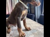 DOBERMAN