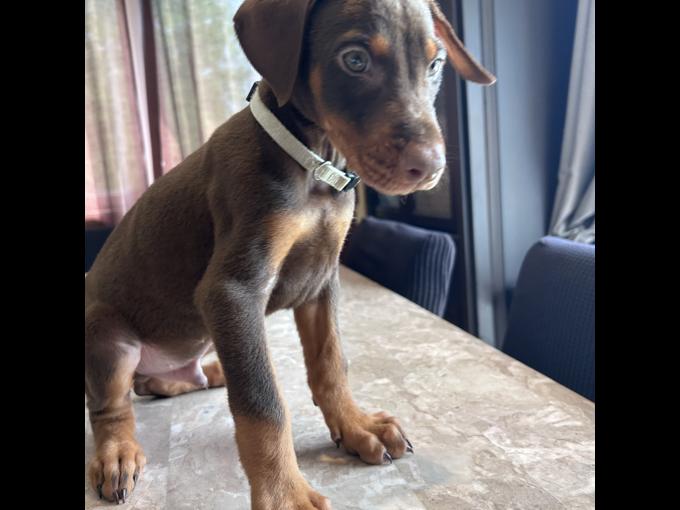 DOBERMAN