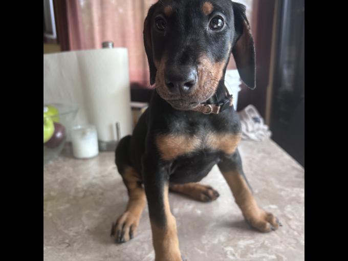 DOBERMAN