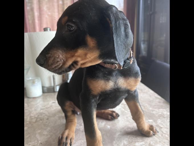 DOBERMAN