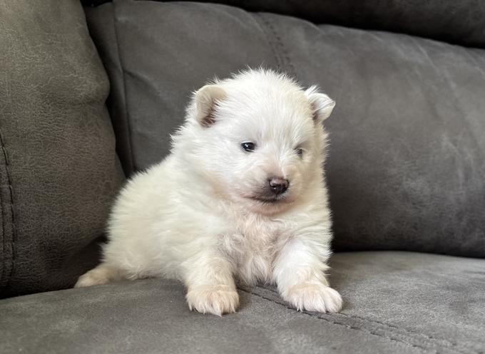 Pomeranian