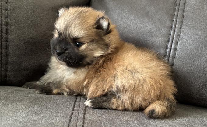 Pomeranian