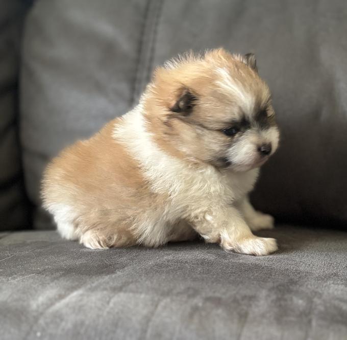 Pomeranian