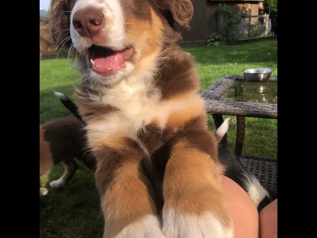 Australian Shephard