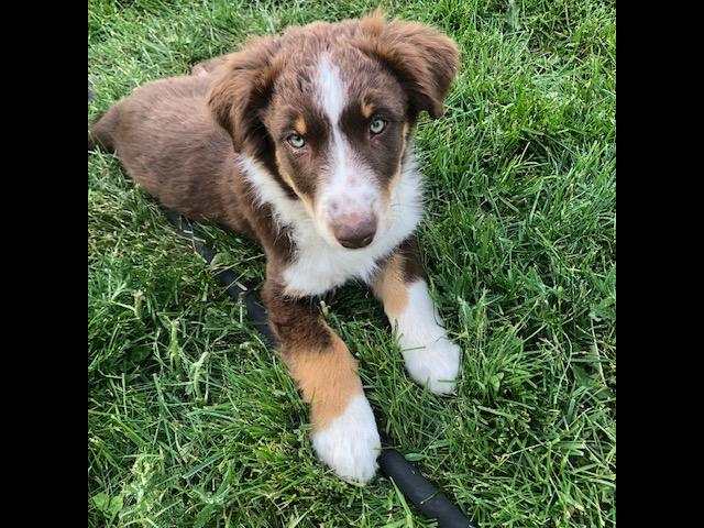 Australian Shephard