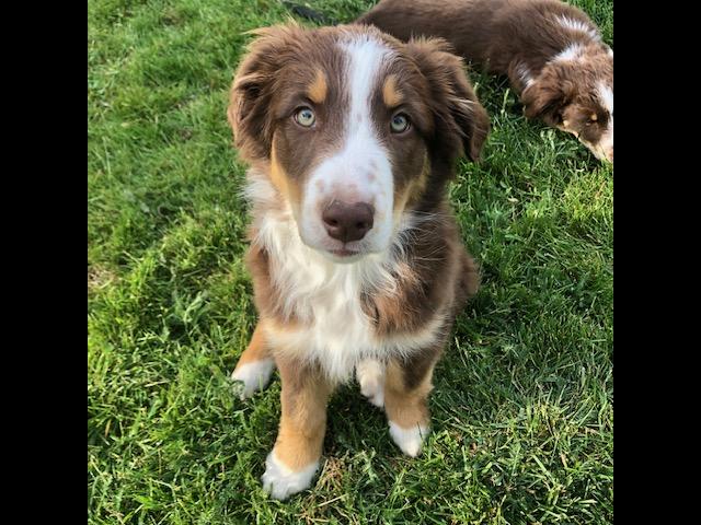 Australian Shephard
