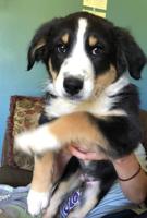Australian Shephard
