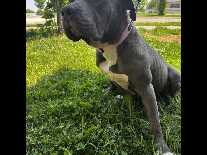 Bully