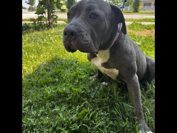 Bully