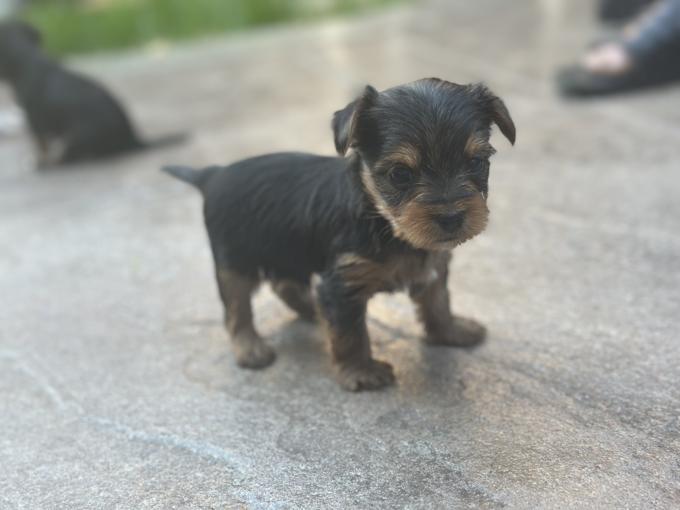 Toy yorkie