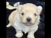 Pomchi