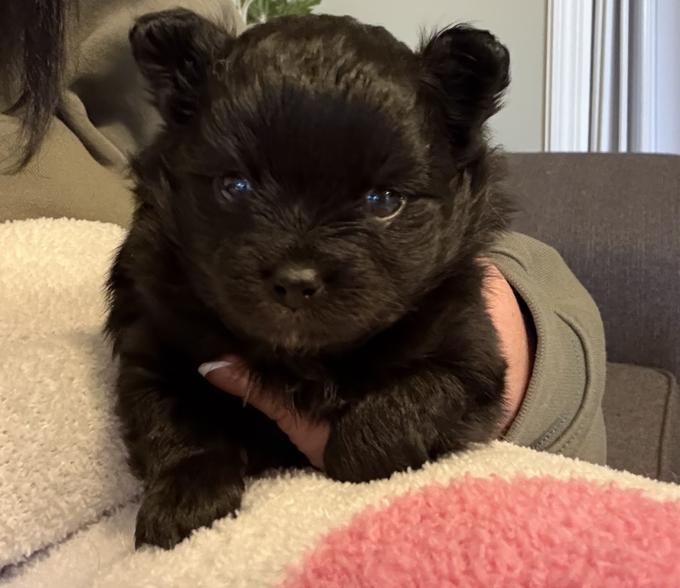 Pomchi