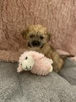 Morkie