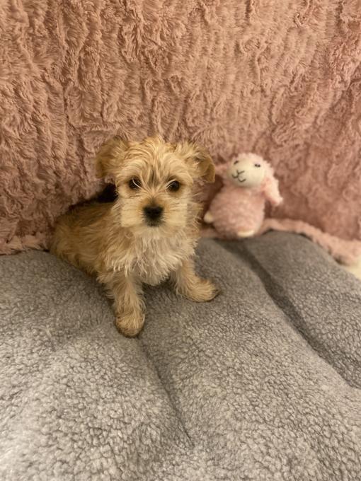 Morkie
