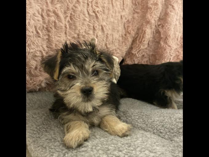 Morkie