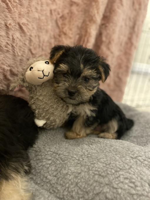 Morkie