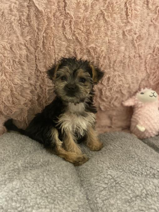 Morkie