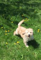 Goldendoodle