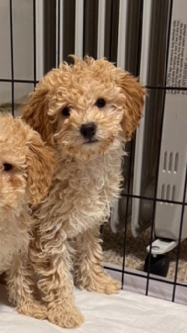 Goldendoodle