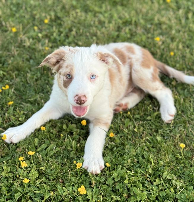 Border Collie