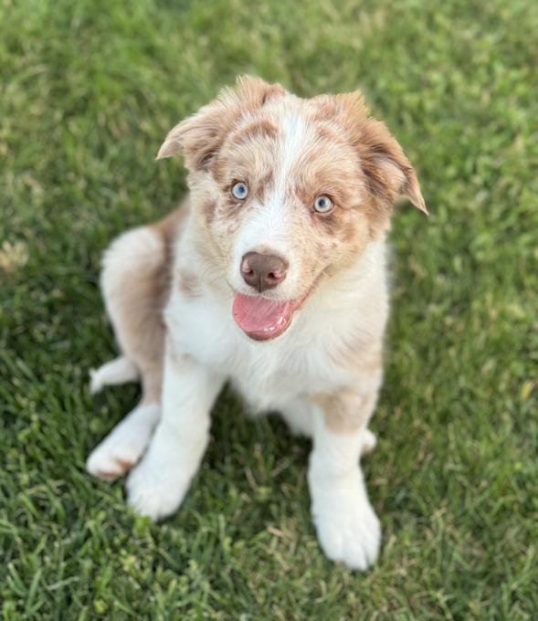 Border Collie