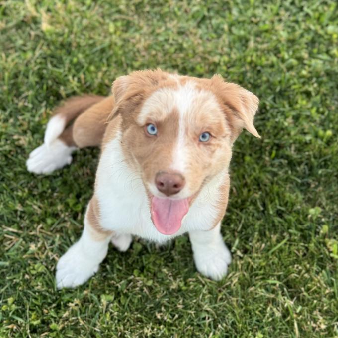 Border Collie