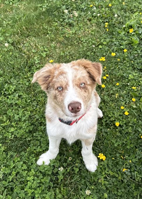 Border Collie