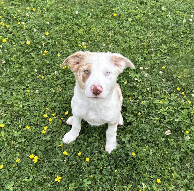 Border Collie