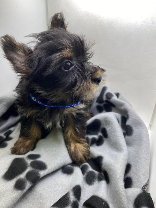 yorkie