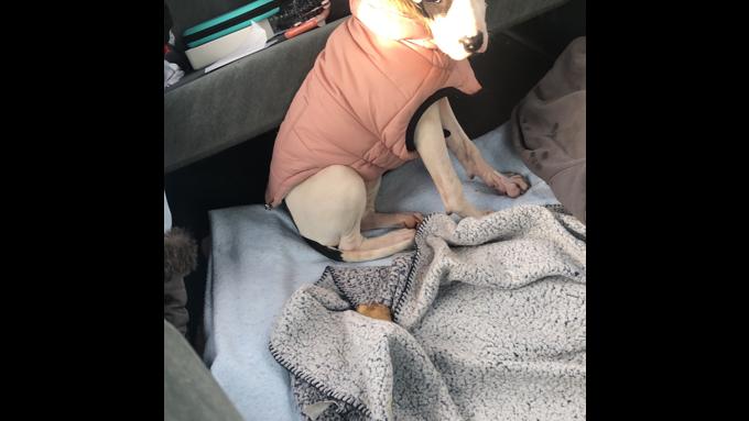 Dogo Argentino Mix