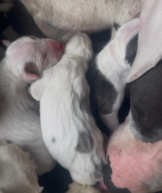 Dogo Argentino Mix