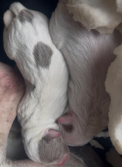 Dogo Argentino Mix