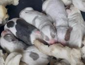 Dogo Argentino