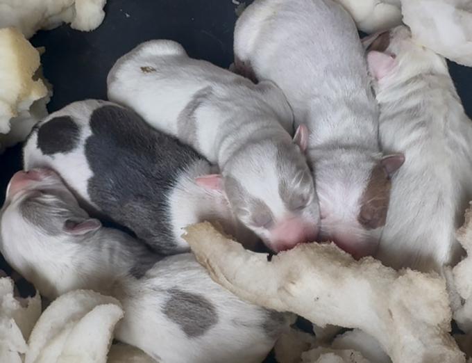 Dogo Argentino Mix
