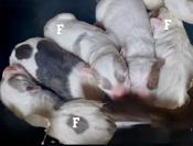 Dogo Argentino Mix 