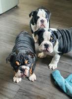 English Bulldog