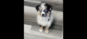 Australian Shepherd