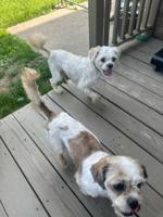 Yorkie puppies