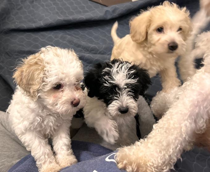 Miniature poodle cross