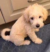 Miniature poodle cross
