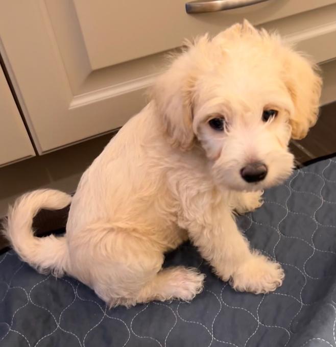 Miniature poodle cross
