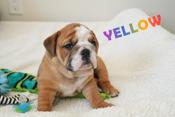 English Bulldog