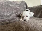West Highland White Terrier