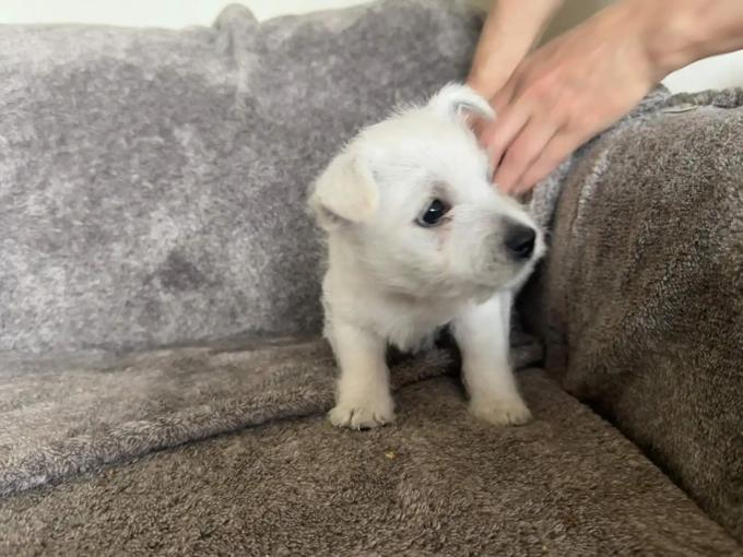 West Highland White Terrier