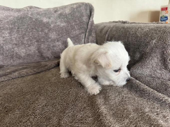 West Highland White Terrier