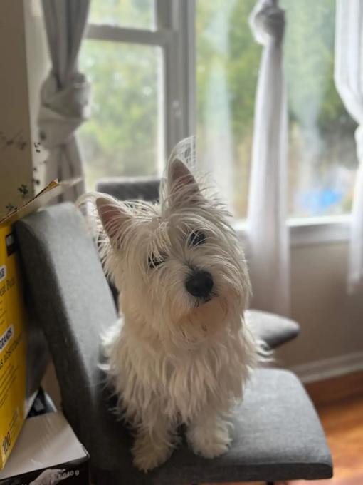 West Highland White Terrier